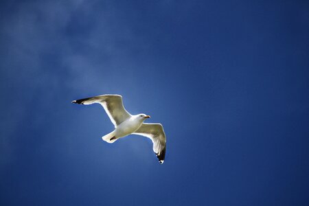 Sky bird freedom photo