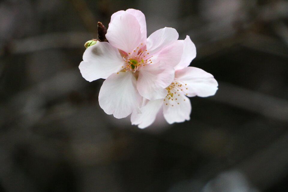 Cherry blossoms chung cheng age read don 櫻 flowers chung cheng age reading hall