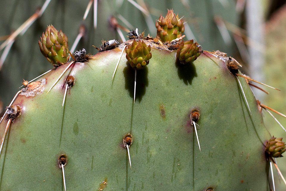 Cacti is a Growth Industry