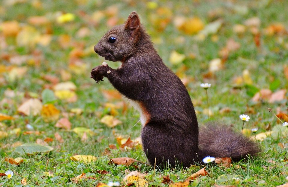 Nature rodent garden