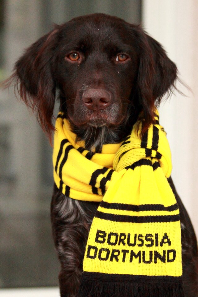 Football yellow wall football fans