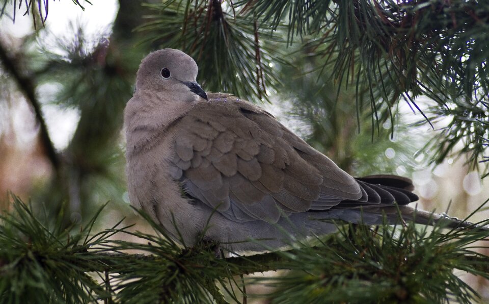 Collared garden bird