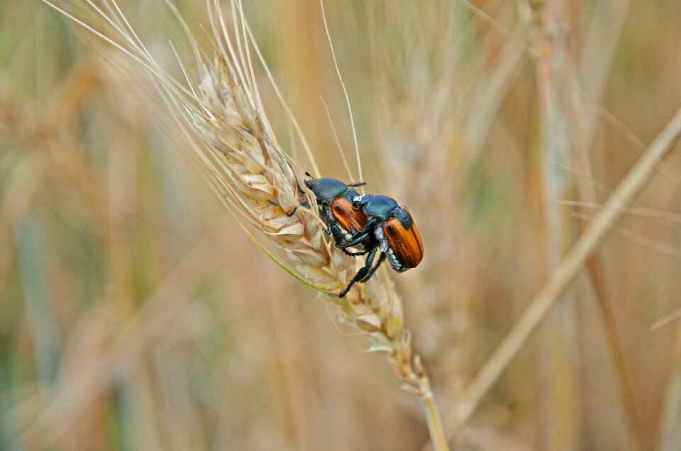 Insects field kolos