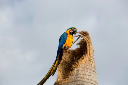 Flávio André Arara Fauna Campo Grande MS photo