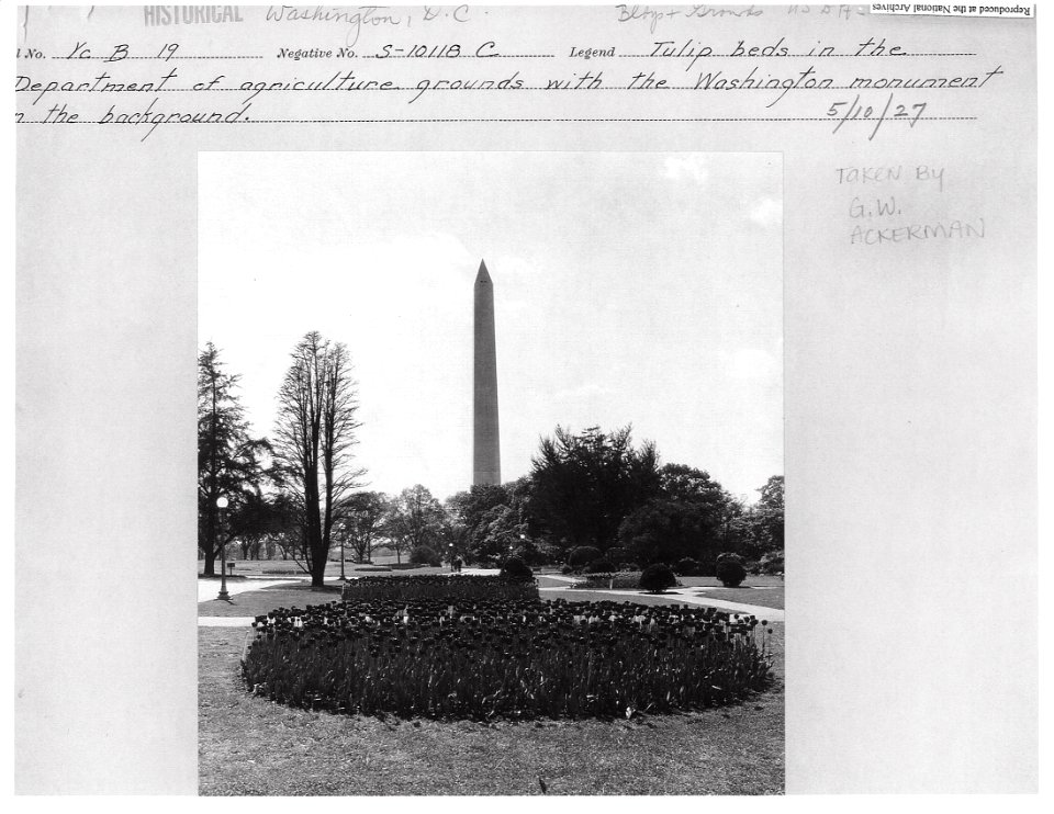 1927 (May 10) Tulip Beds in the USDA grounds with Wash Monument NARAII RG 16-G Box 4 S10118-C