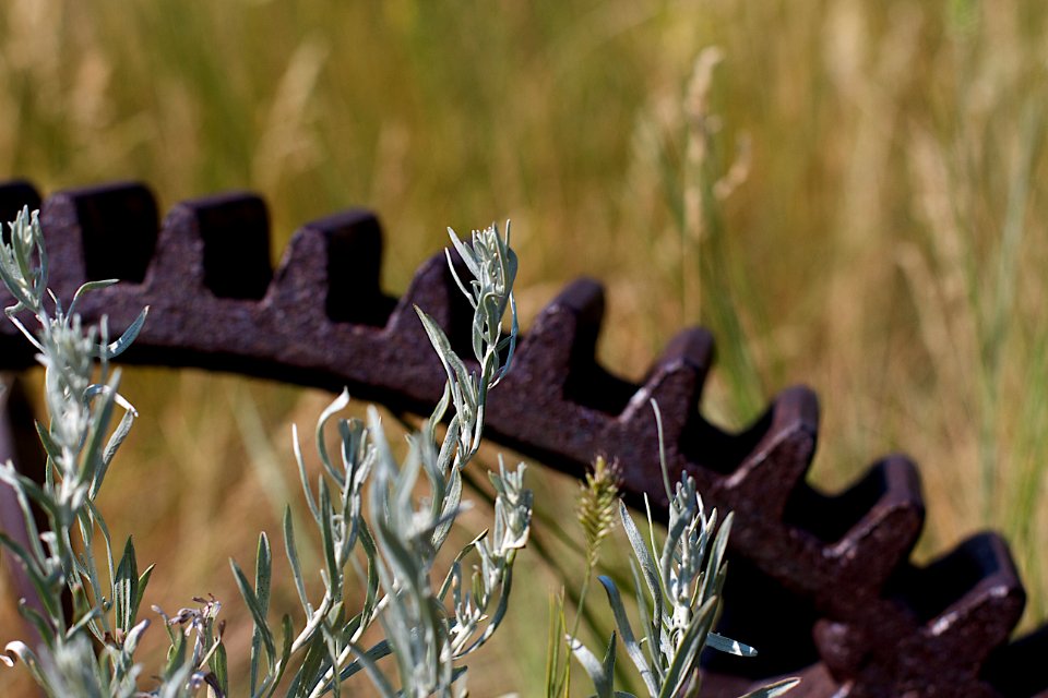Wild Sage and Iron