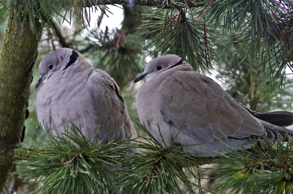 Garden bird couple