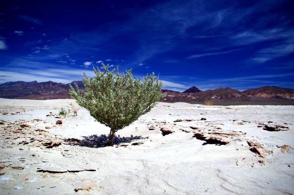 life in death valley