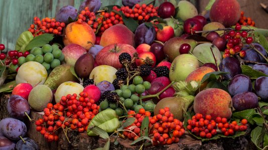 Plums food still life photo