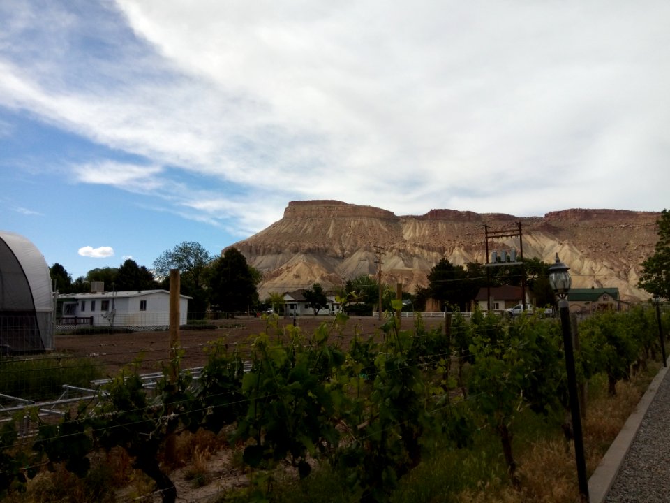 Palisade - Grand Junction - Colorado - USA