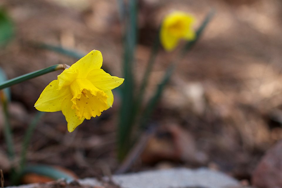Daffodil Duty is Hard