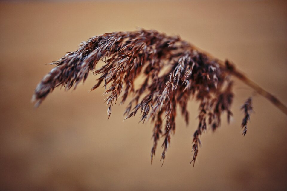 Phragmites nature natural