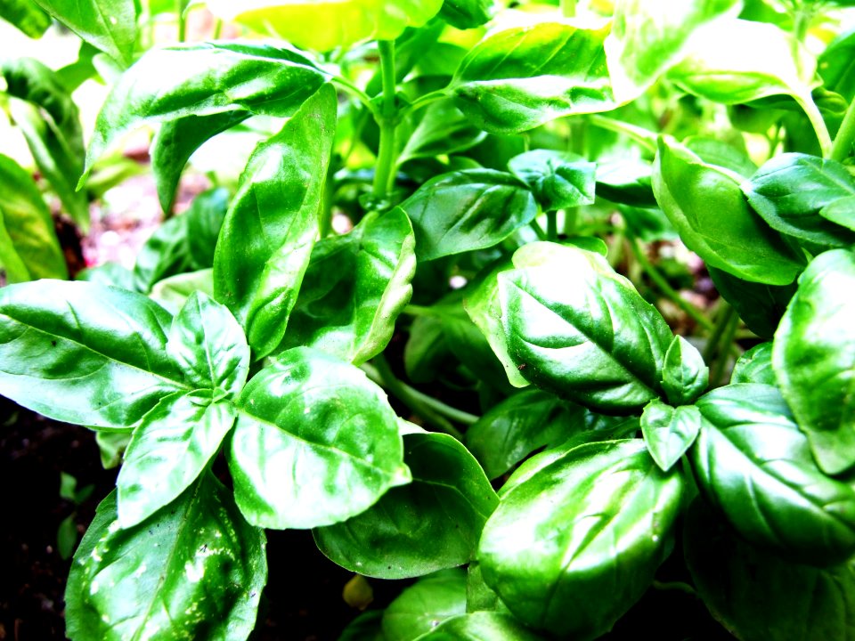 Basilico-Basil-Albahaca-Taormina-Sicilia-Italy - Creative Commons by gnuckx