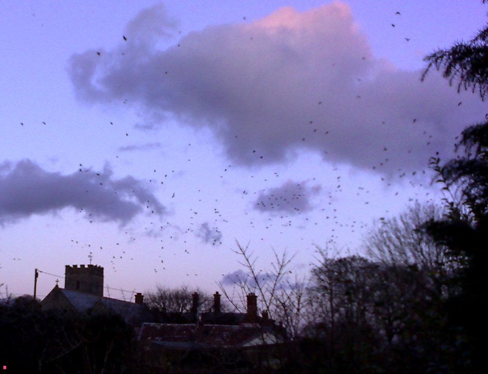 BUZZARD & FLOCK OF JACKDAWS - FREMINGTON CHURCH - NORTH DEVON - UK