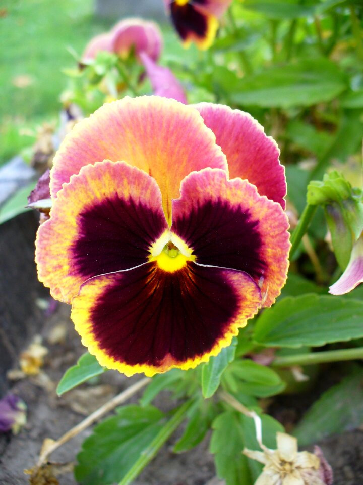 Colorful bloom blossom