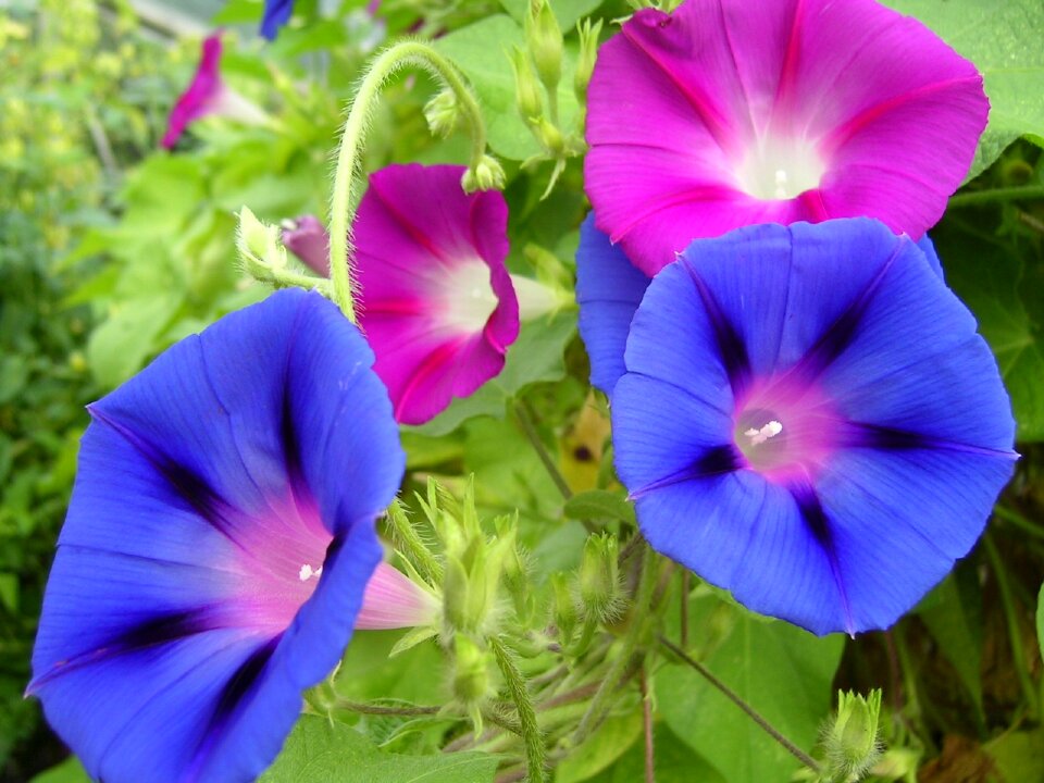Blossoms plant blue
