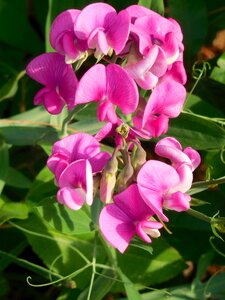 Pea wild flower photo