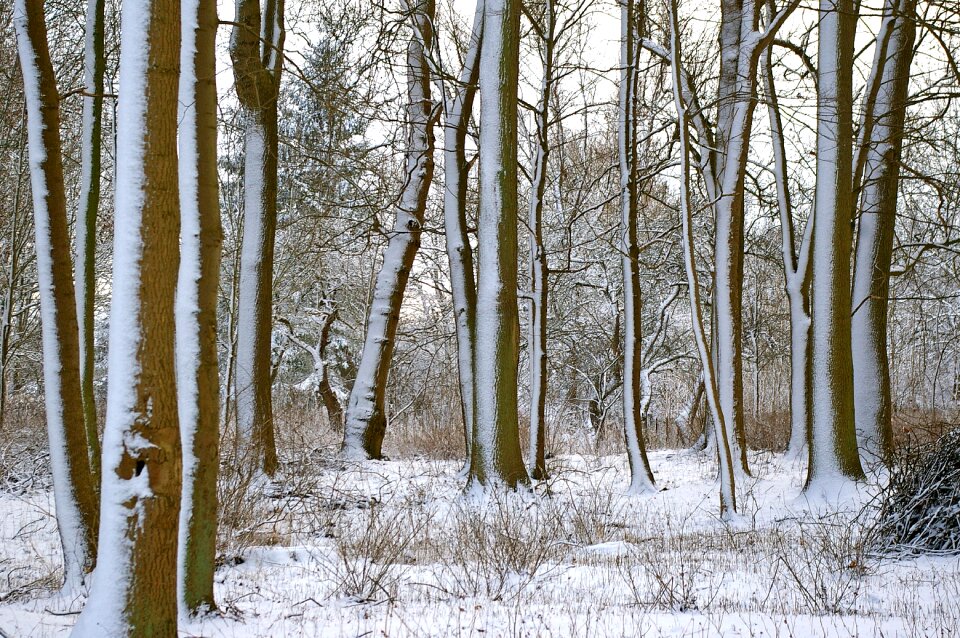 Snow wintry nature