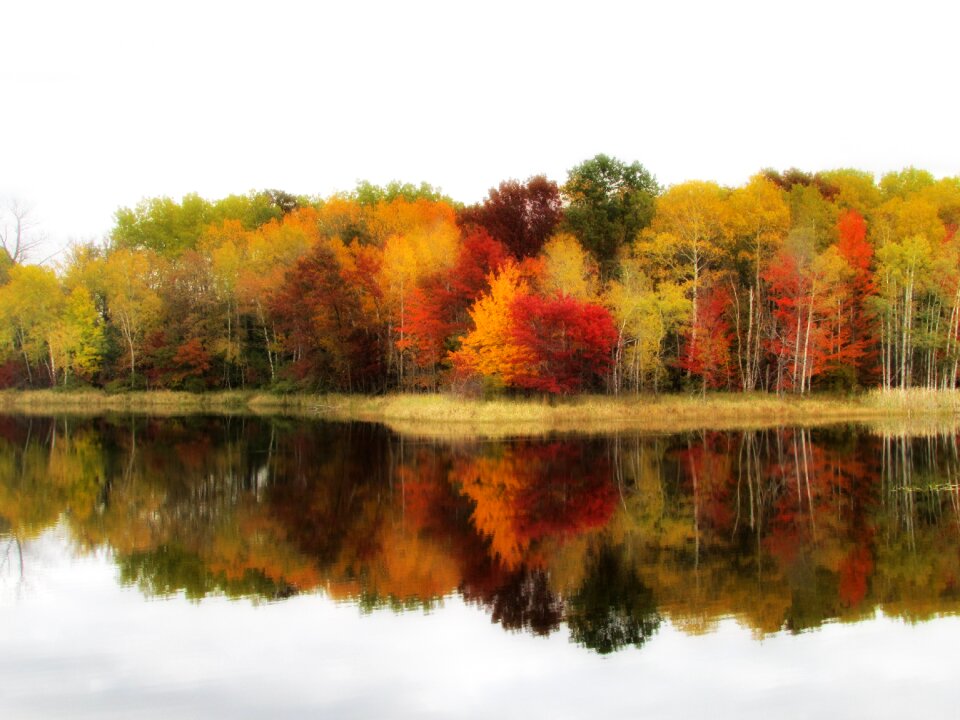Autumn fall leaves fall background