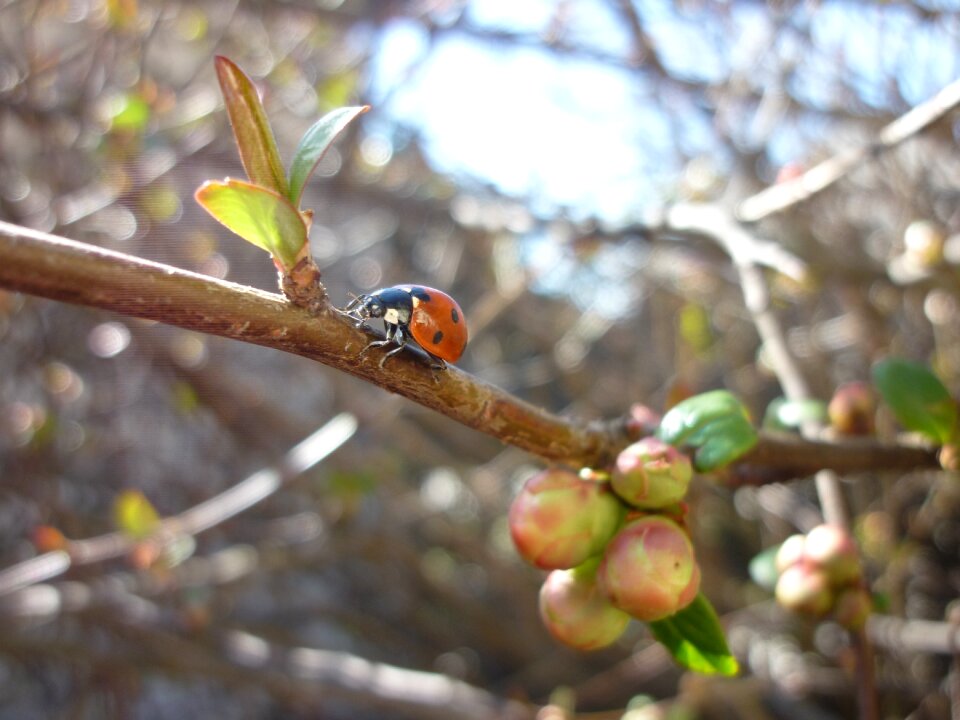 Spring japanese quince rügyezés