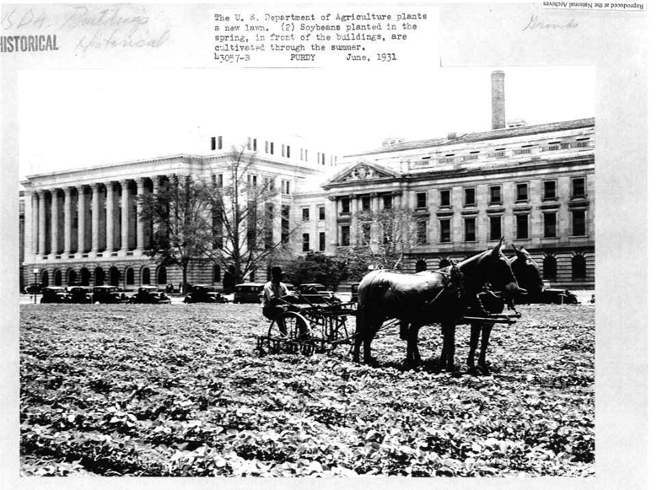1931 (June) USDA plants a new lawn Soybeans planted NARAII RG 16-G Box 4 43057-B
