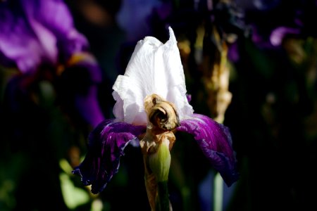 Iris Beacon