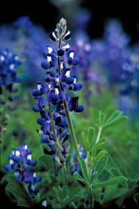 Texas field blossom photo