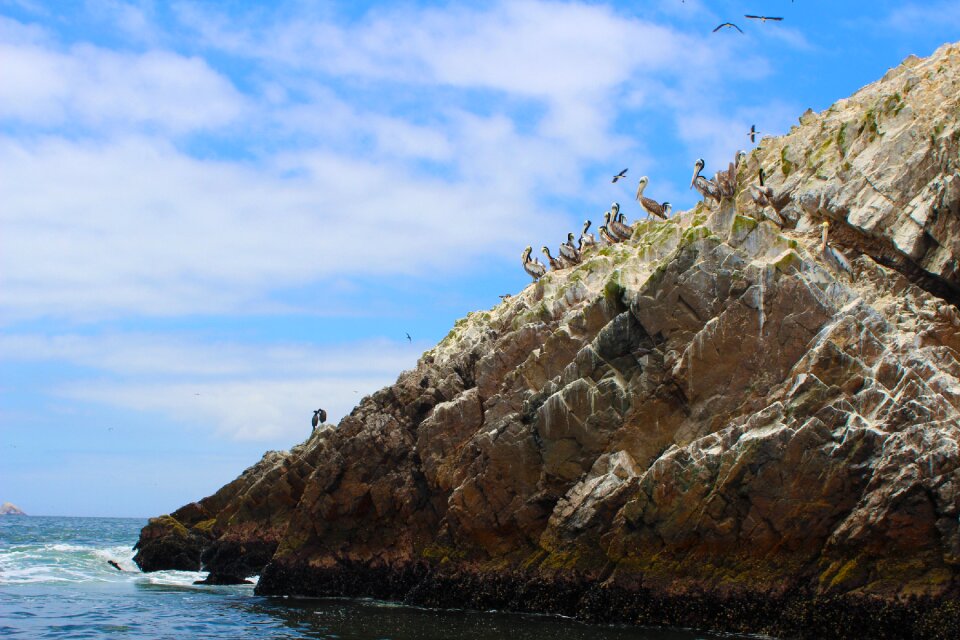 Pelicans sea birds