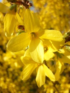 Yellow spring flower