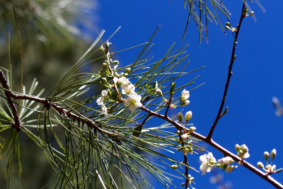 Plum Tree Meets Pine