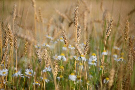 Barley chamomile field