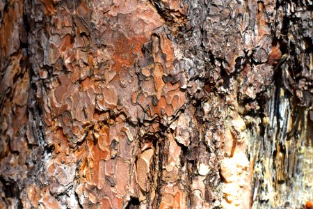 Ponderosa Pine Texture photo