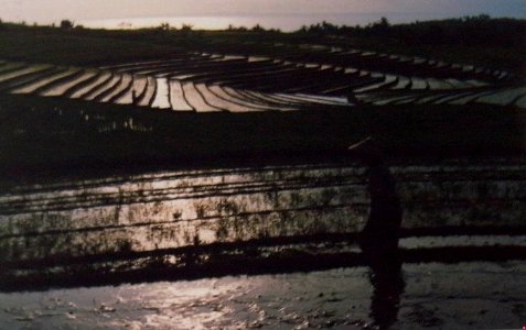RICE PADDY FIELD - BALI - INDONESIA
