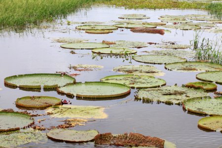 AdalmirChixaro Rio Uiacurapá Parintins AM