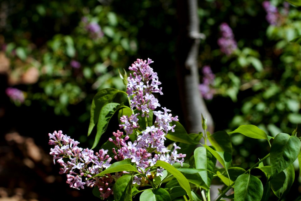 Here Come the Lilacs