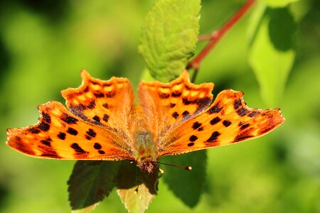 Insect colorful edge of the woods photo