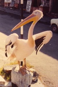 PELICAN - LIMASSOL OLD TOWN - CYPRUS photo