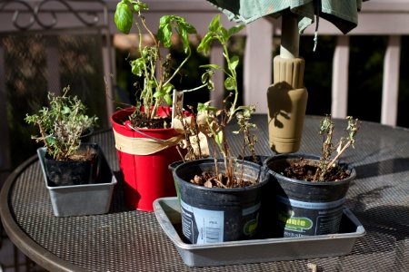 If My Plants Survive My Care...