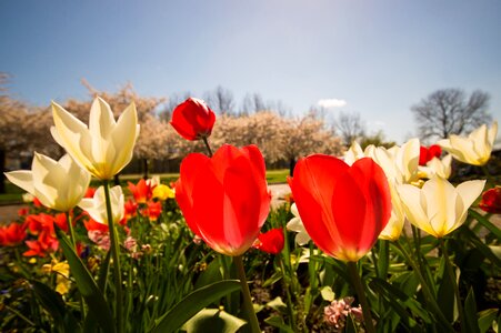 Floral bloom decorative photo