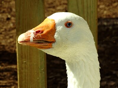Livestock pet agriculture