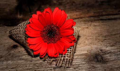 Gerbera schnittblume blossom photo