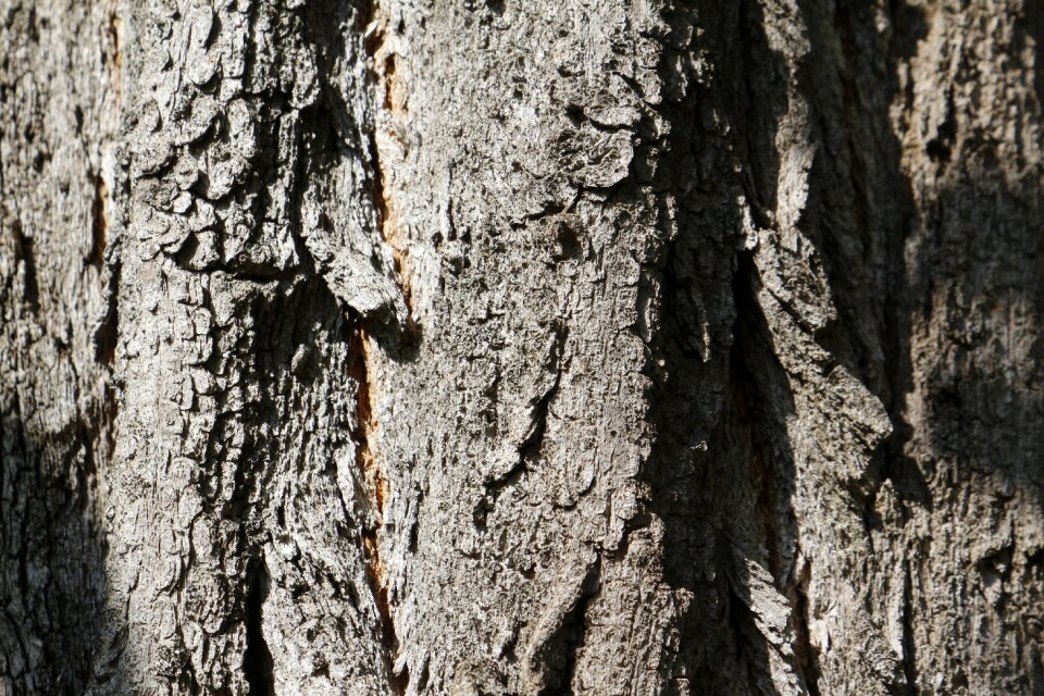Nature wood plant