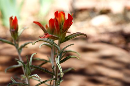 The Indian Paintbrush Returns Again