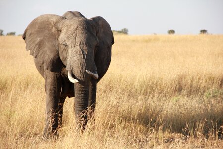 Serengeti wildlife safari photo