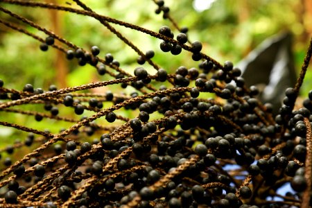 MarciaDoCarmo Gastronomia acai Macapa AP photo