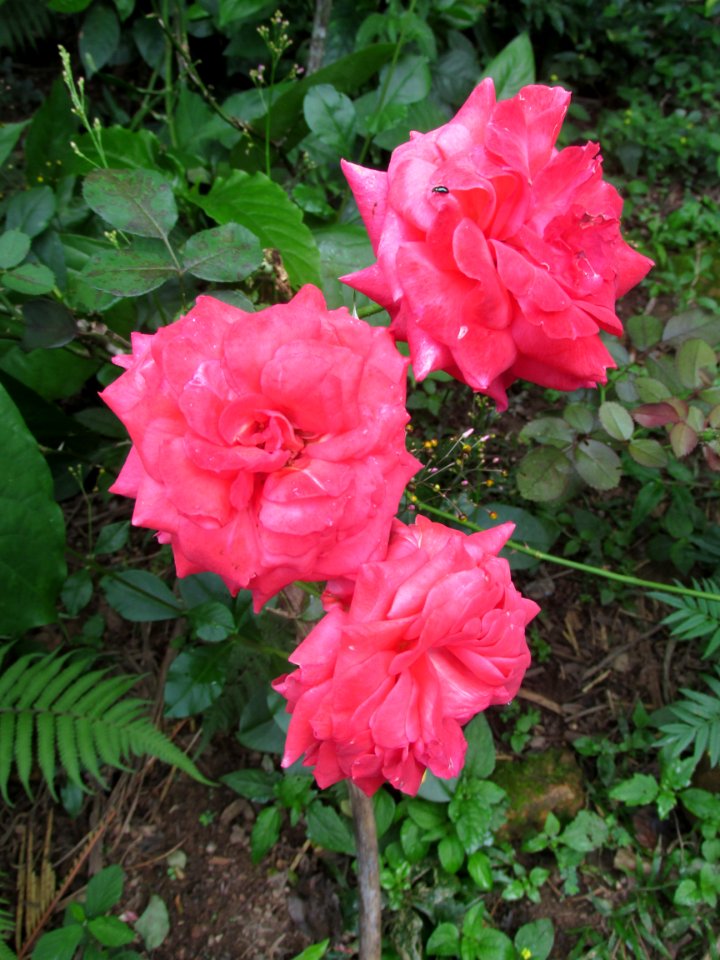 Imagem 044