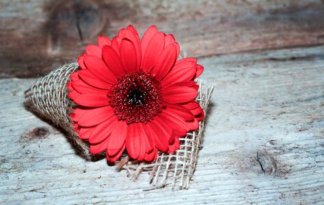 Gerbera red red flower photo