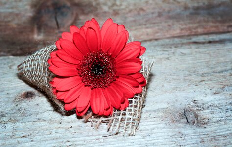 Gerbera red red flower