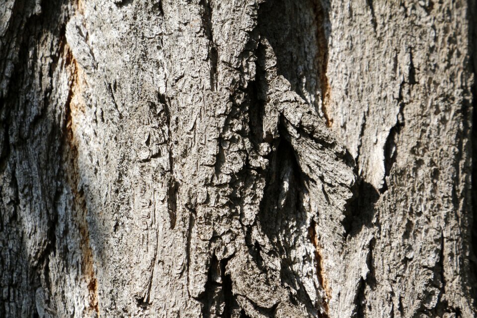 Nature wood plant