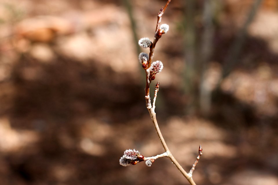 Fuzzy Buds on the Aspen